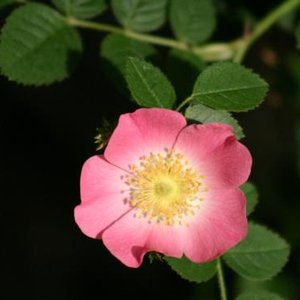 Fleur d'églantine