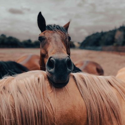 chevaux mecs