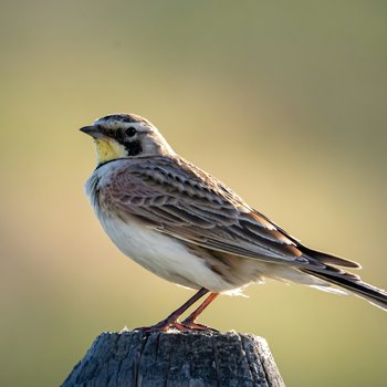 david-thielen-8_SCcfSLfiM-unsplash