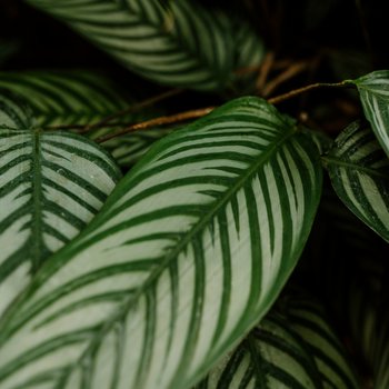 joel-swick-antip5BML7A-unsplash