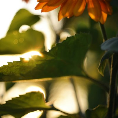 liana-s-qJu_JYKv7gA-unsplash