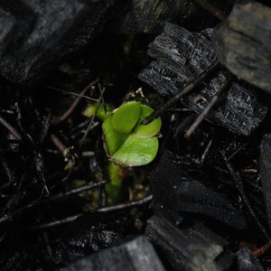 lutfi-anggito-qTTtaC90OpU-unsplash