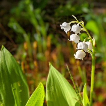 mike-lerley-bsVF96iNdfQ-unsplash