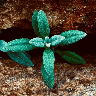 zajzon-fussi-nagy-ih-gCPTL4H0-unsplash